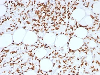 Histone Antibody (clone AE-4)