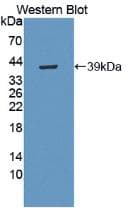 MBP / Myelin Basic Protein Antibody (Biotin)
