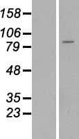 ST14 / Matriptase Protein (Over-Expression Lysate Myc-DDK (Flag))