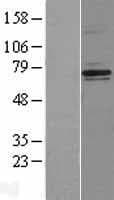 NF2 / Merlin Protein (Over-Expression Lysate Myc-DDK (Flag))