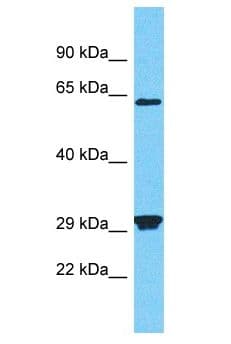 PRSS53 Antibody (aa13-62)