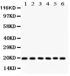 PIN1 Antibody (aa1-163)