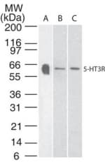 IHC-plus™ Polyclonal Rabbit anti-Rat HTR3A / 5-HT3A Receptor Antibody (aa21-36, IHC, WB)