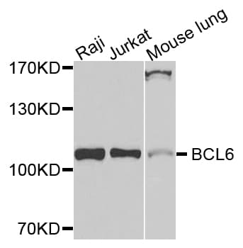 BCL6 Antibody