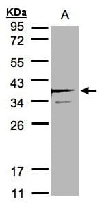 SCAMP3 Antibody (aa1-165)