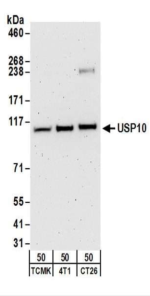 IHC-plus™ USP10 Antibody (aa50-100)