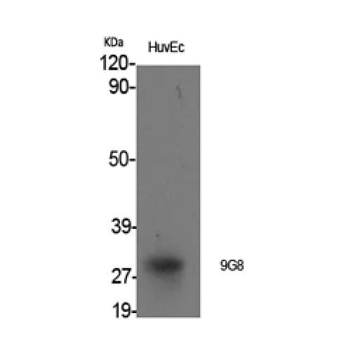 SFRS7 / 9G8 Antibody (30-110 aa, Internal)