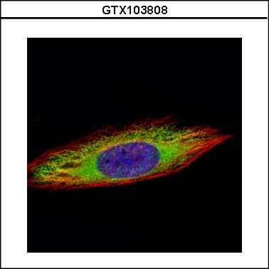 ENO3 / Enolase 3 Antibody