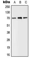 SLC6A8 Antibody (C-Terminus)