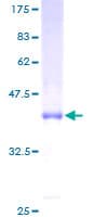 Human LY96 / MD2 / MD-2 Protein (Recombinant GST)