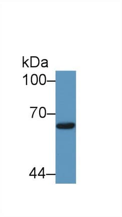 SMAD1 Antibody (aa270-465)