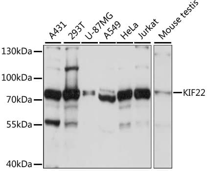 KIF22 / OBP Antibody