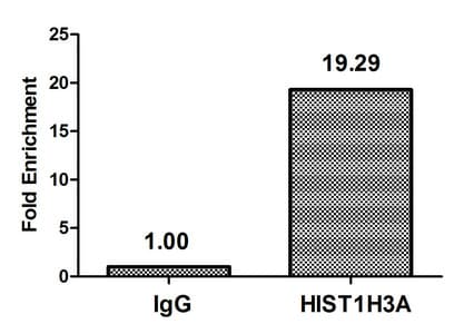 HIST1H3A Antibody