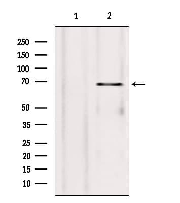 SYVN1 / HRD1 Antibody
