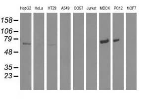 MTMR14 Antibody (clone OTI6B6)