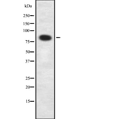 Polyclonal Rabbit anti-Human TCEB3 / Elongin A Antibody (IF, WB)