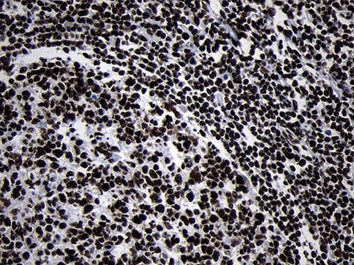 HOXC4 Antibody (clone OTI2D5, Carrier-free)