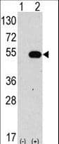 AUTL1 / ATG4C Antibody (aa33-62)