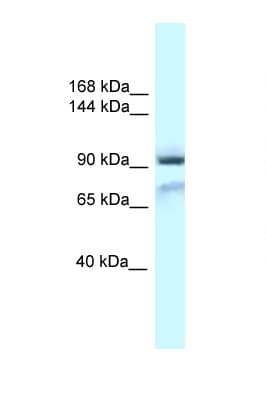 GRIA1 / GLUR1 Antibody (aa101-150)