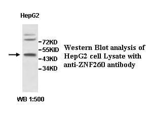 ZNF260 Antibody (aa162-429)