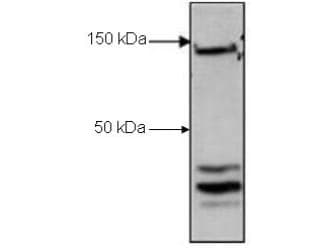 CTCF Antibody (C-Terminus)