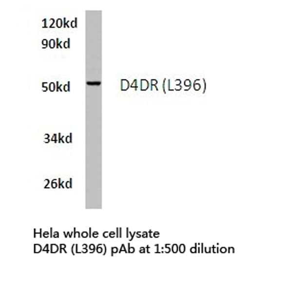 DRD4 / Dopamine Receptor D4 Antibody (Leu396)