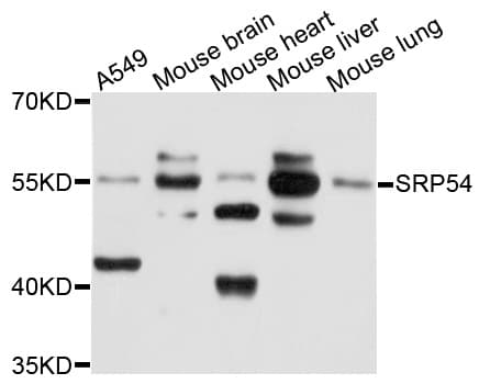 SRP54 Antibody