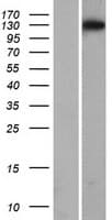 Human STOX1 Protein (Over-Expression Lysate Myc-DDK (Flag))