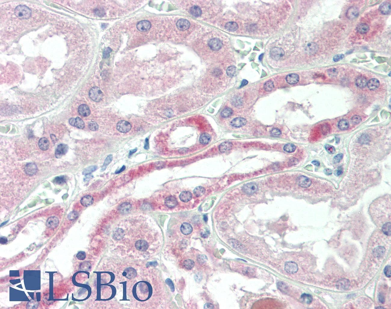 IHC-plus™ Polyclonal Goat anti-Human USP43 Antibody (aa1088-1101, IHC)