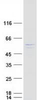 Human AKT3 Protein (Recombinant Myc-DDK (Flag))