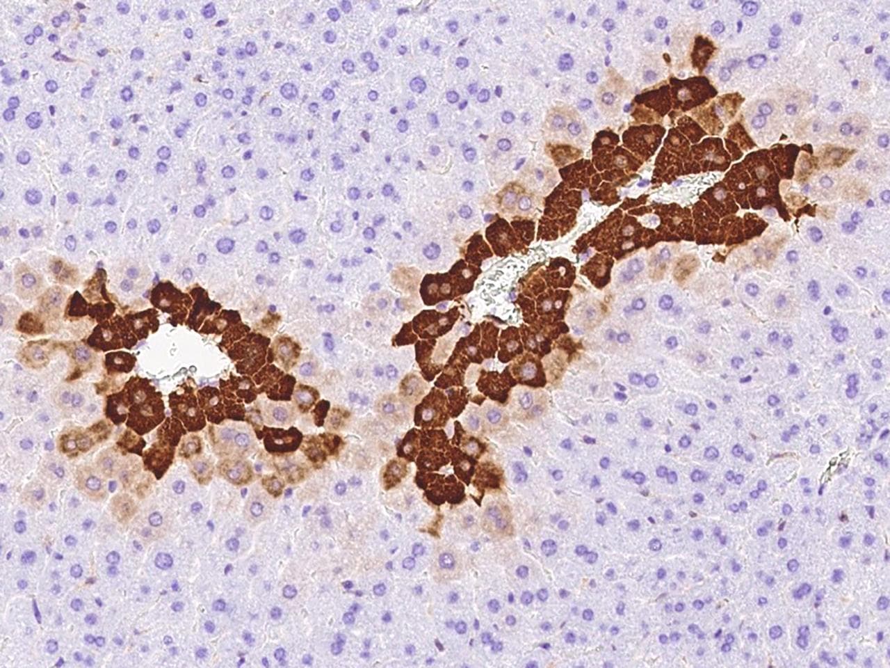 GLUL / Glutamine Synthetase Antibody