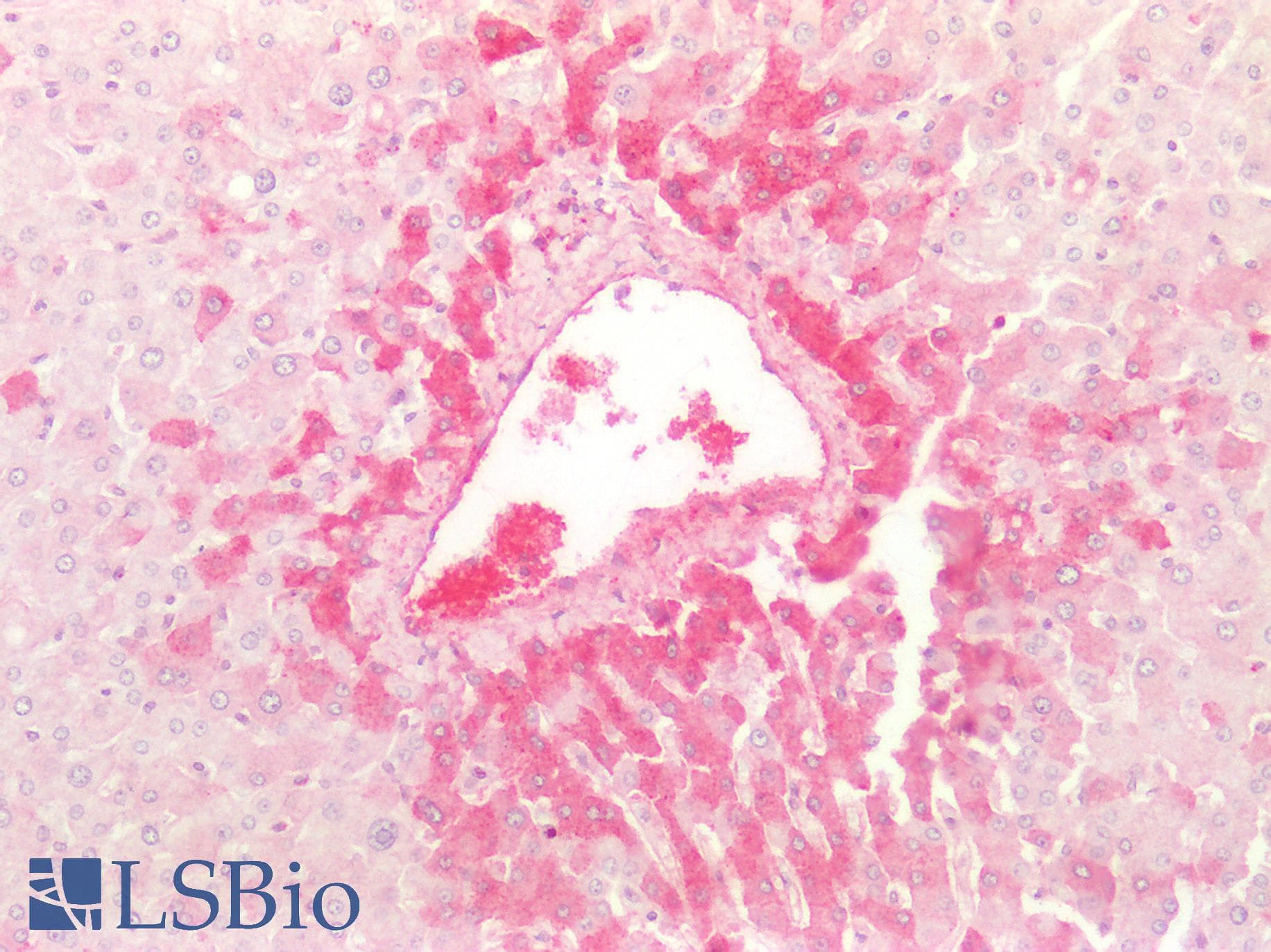 PathPlus™ KNG1 / Kininogen / Bradykinin Antibody (aa251-300)