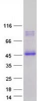 Human CLEC4M / L-SIGN / CD299 Protein (Recombinant Myc-DDK (Flag))