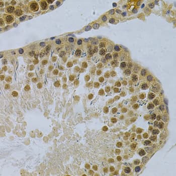 ELAVL1 / HUR Antibody