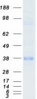 Human FRA-1 / FOSL1 Protein (Recombinant Myc-DDK (Flag))