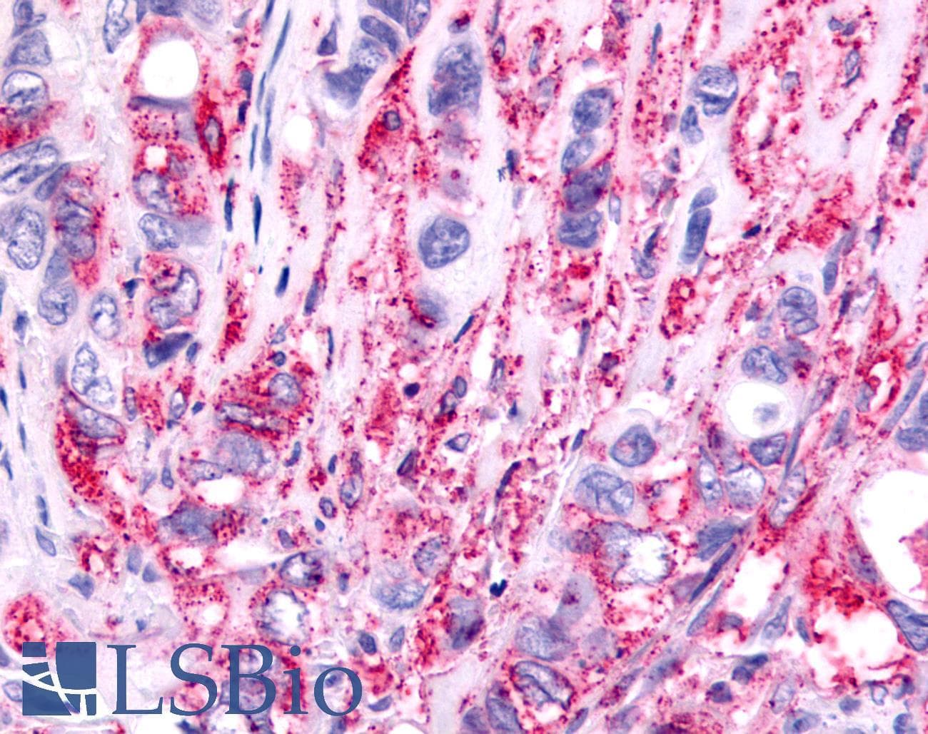 PathPlus™ PTGER1 / EP1 Antibody (Cytoplasmic Domain)