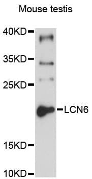 LCN6 Antibody