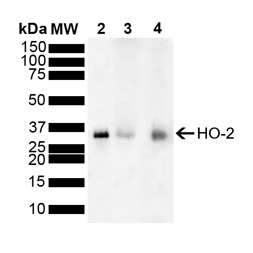 HMOX2 / Heme Oxygenase 2 Antibody (PerCP)