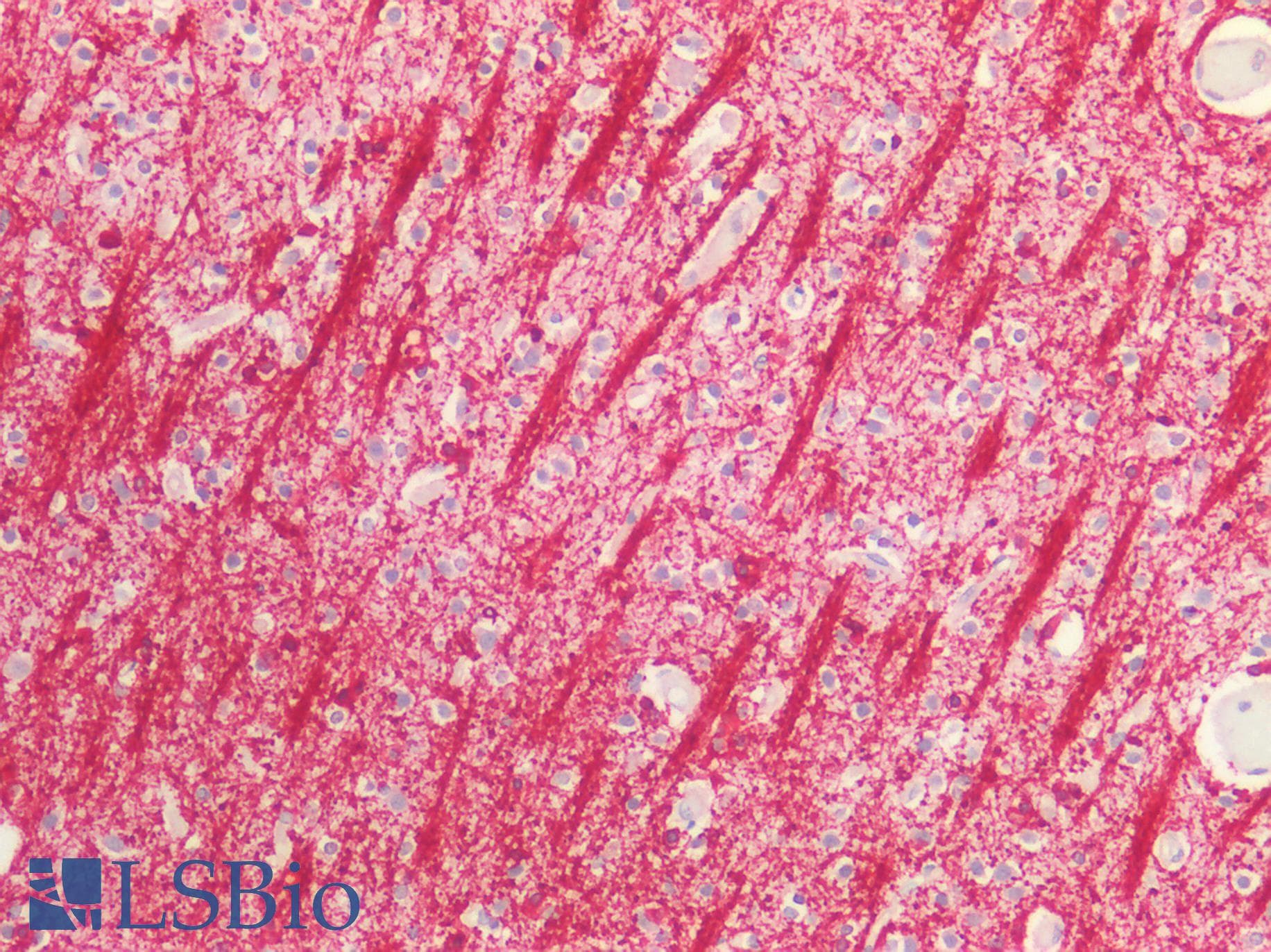 PathPlus™ CNPase Antibody