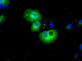 HDAC10 Antibody (clone OTI2H6)