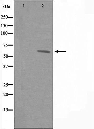 Polyclonal Rabbit anti-Human GPR108 Antibody (IF, WB)