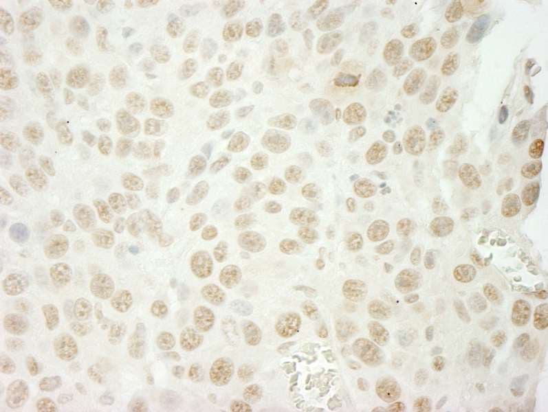 U2AF1 Antibody (aa140-190)