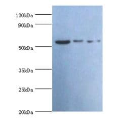 IHC-plus™ VISA / MAVS Antibody (aa1-65)