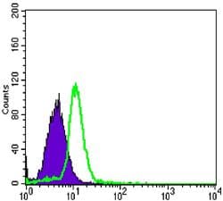 OPG / Osteoprotegerin Antibody (clone 5G2)