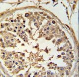 ABCF1 Antibody (aa687-716)
