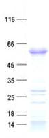 Human PHF10 Protein (Recombinant His, N-Terminal)