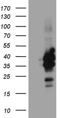 Monoclonal Mouse anti-Human C3orf62 Antibody (clone OTI9F5, Carrier-free, WB)