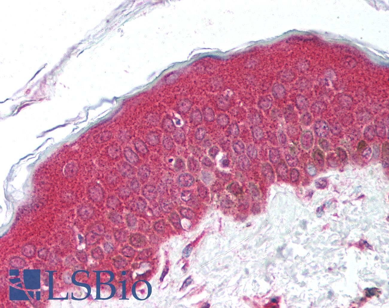 IHC-plus™ Polyclonal Rabbit anti-Human UBE2N / UBC13 Antibody (IHC, IF, WB)