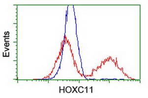 HOXC11 Antibody (clone OTI4H8)