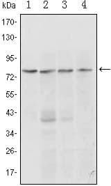 BLIMP1 / PRDM1 Antibody (clone 5E7)